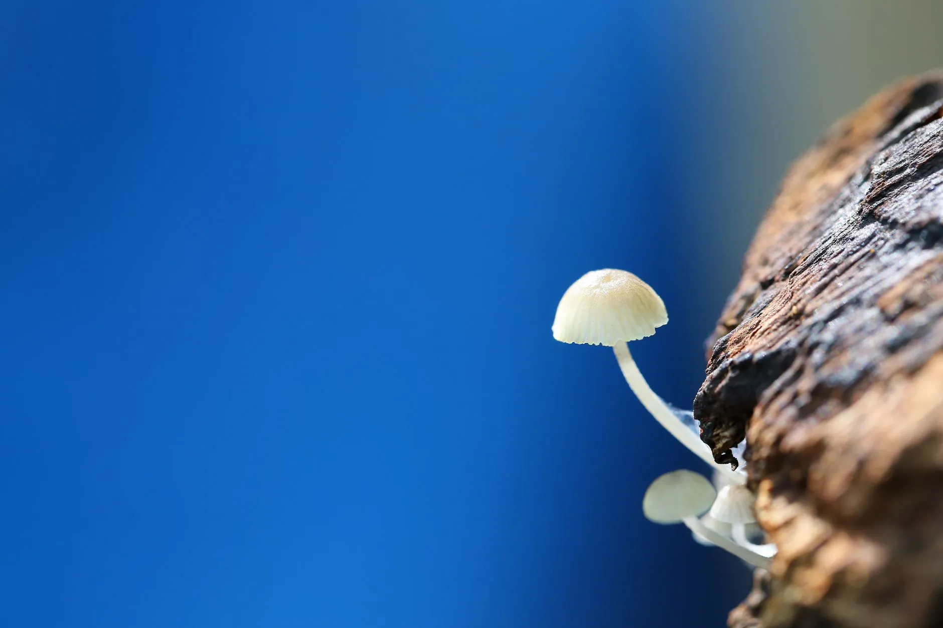华北地区酵素原液生产工艺优化与质量控制要点分析