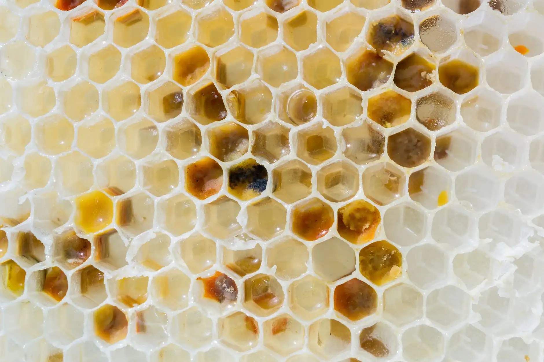 益生菌与酵素果冻在肠道调理中的应用效果对比研究
