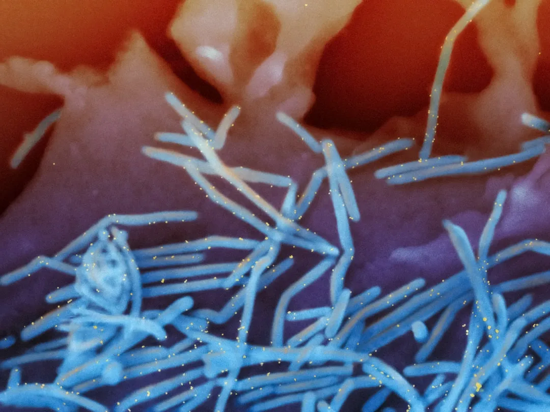 酵素粉与益生菌复配方案对肠道调理效果的协同作用分析正文配图 2